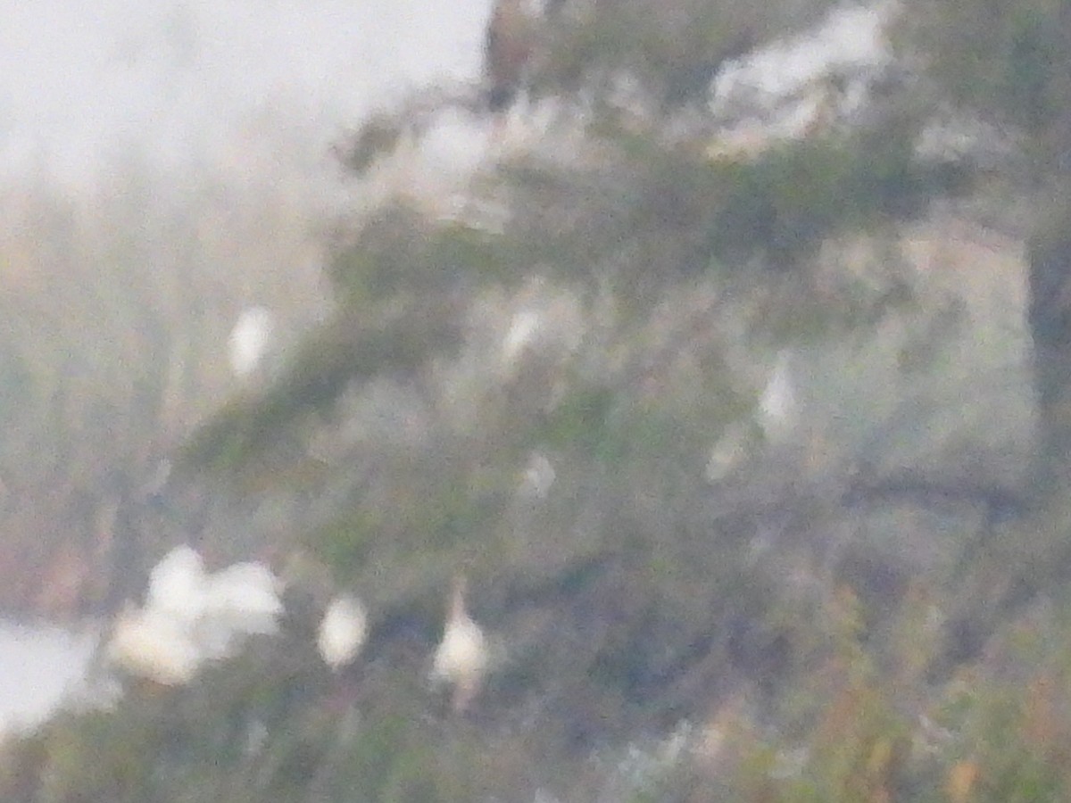 ibis bílý - ML642270354