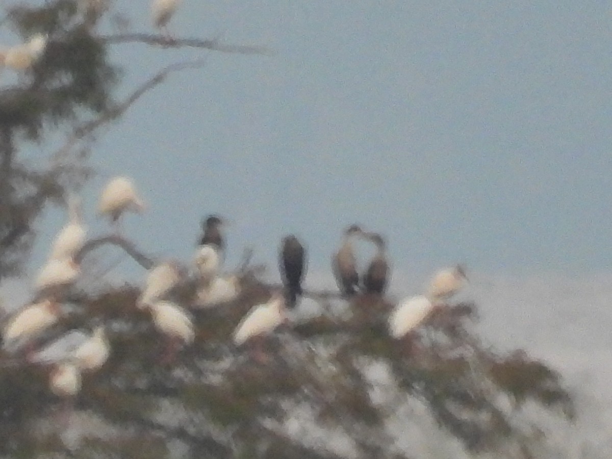 Double-crested Cormorant - ML642270355