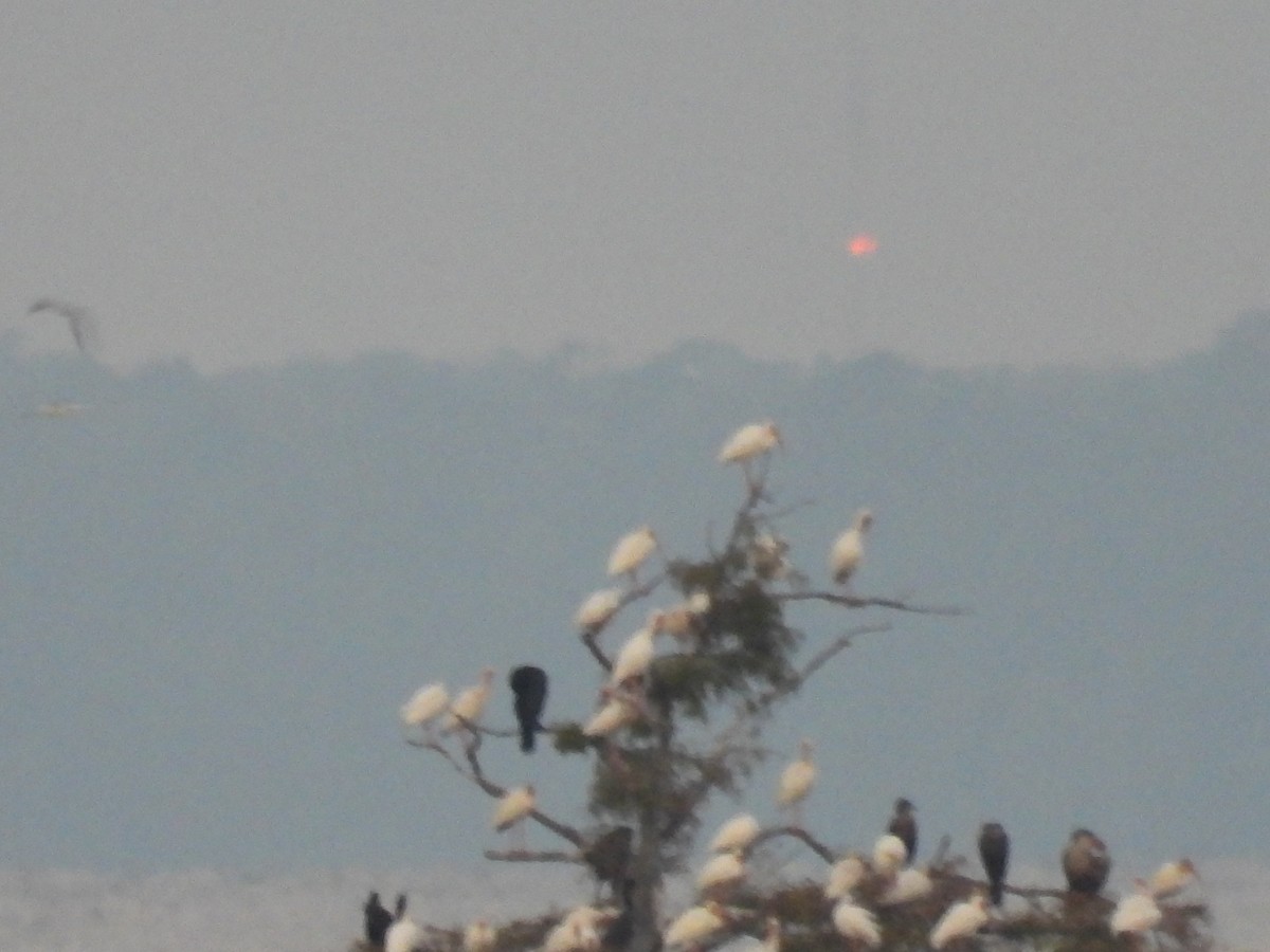 ibis bílý - ML642270356