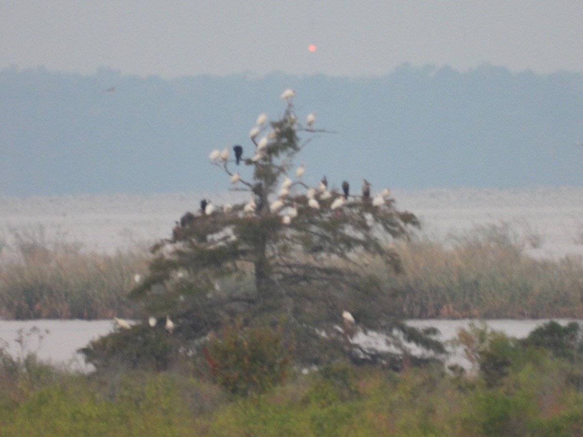ibis bílý - ML642270358