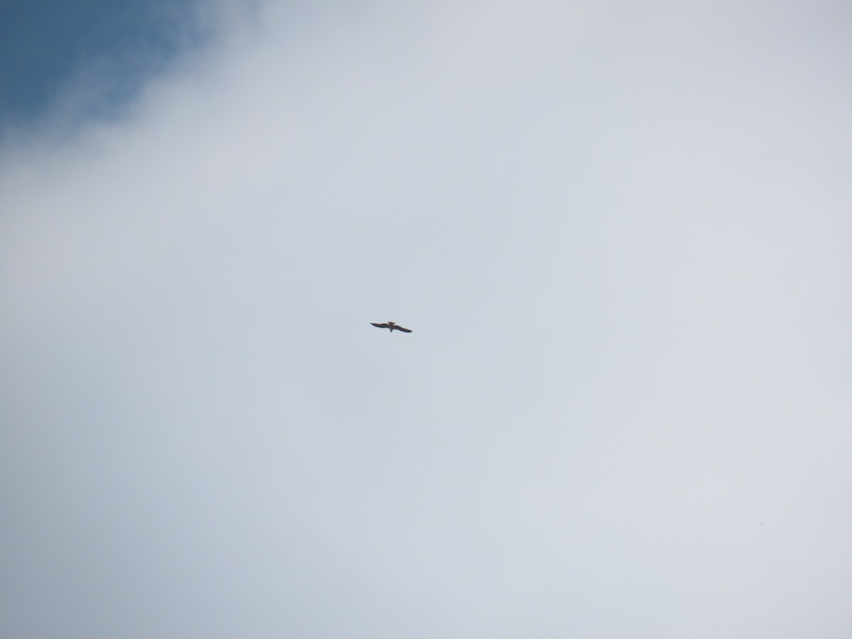 Osprey - ML642270369