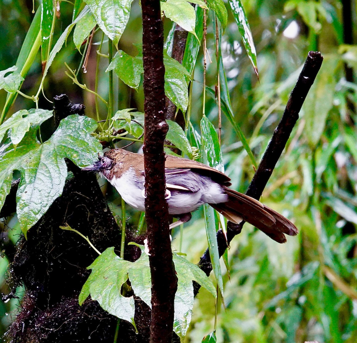 Gray-sided Laughingthrush - ML642270375
