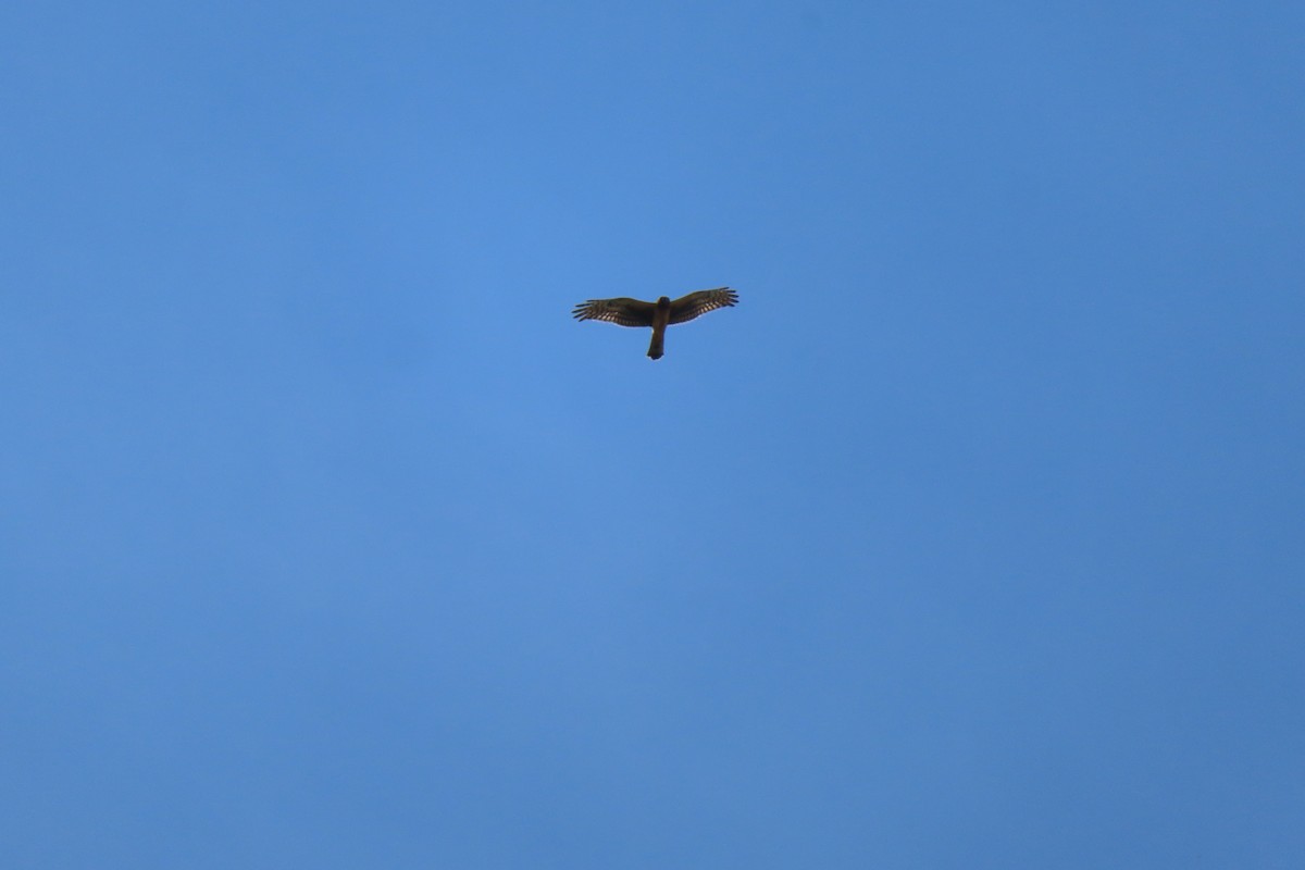 Northern Harrier - ML642270379