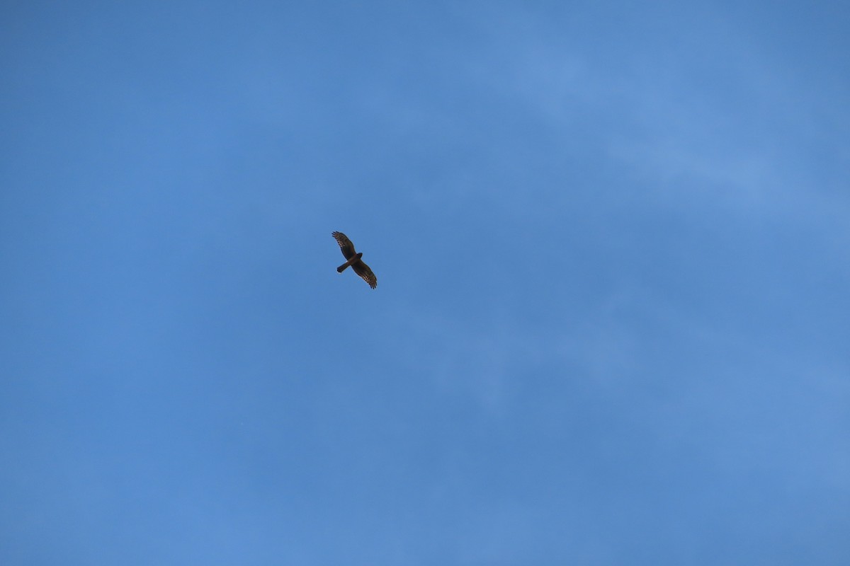 Northern Harrier - ML642270380