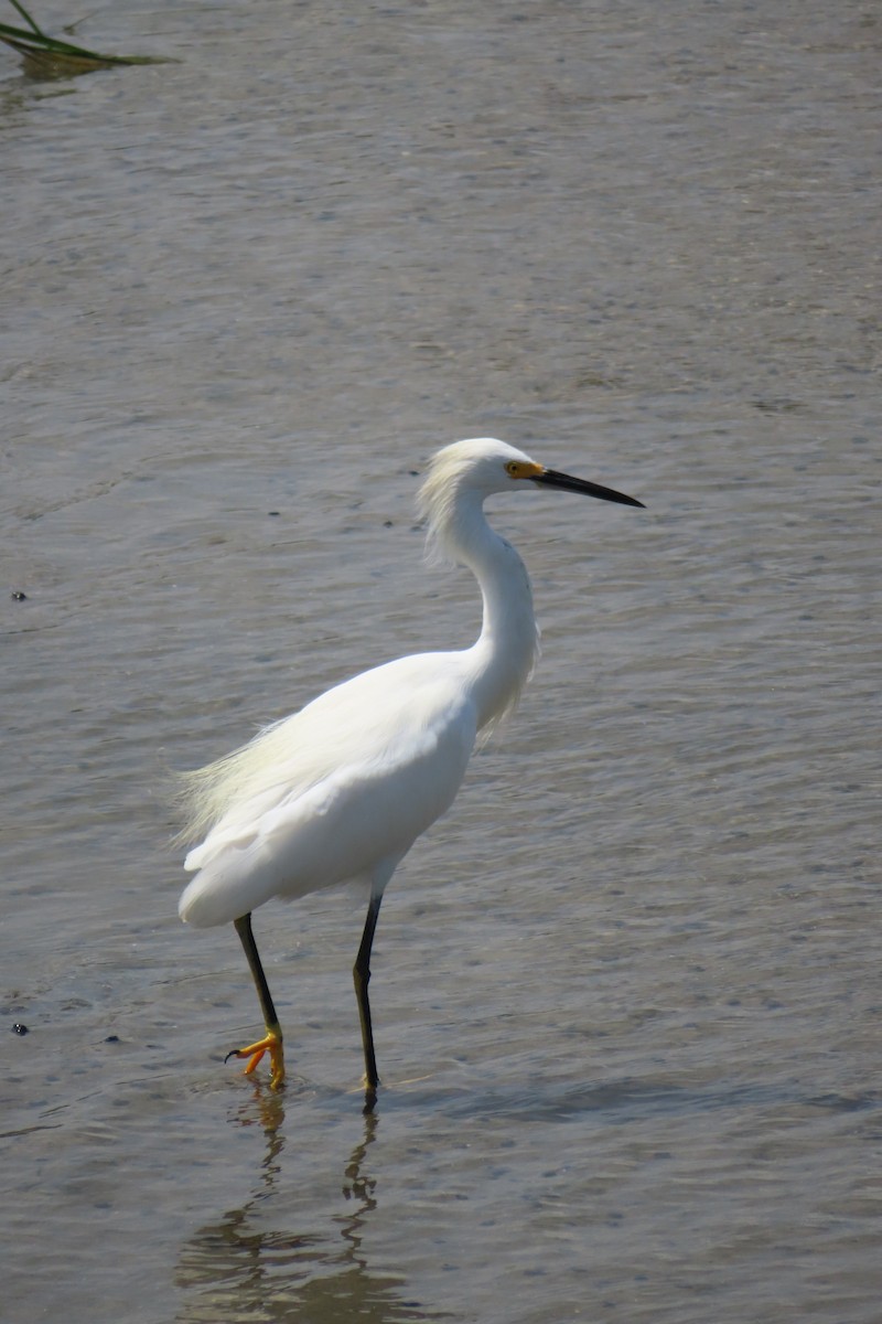Snowy Egret - ML642270391
