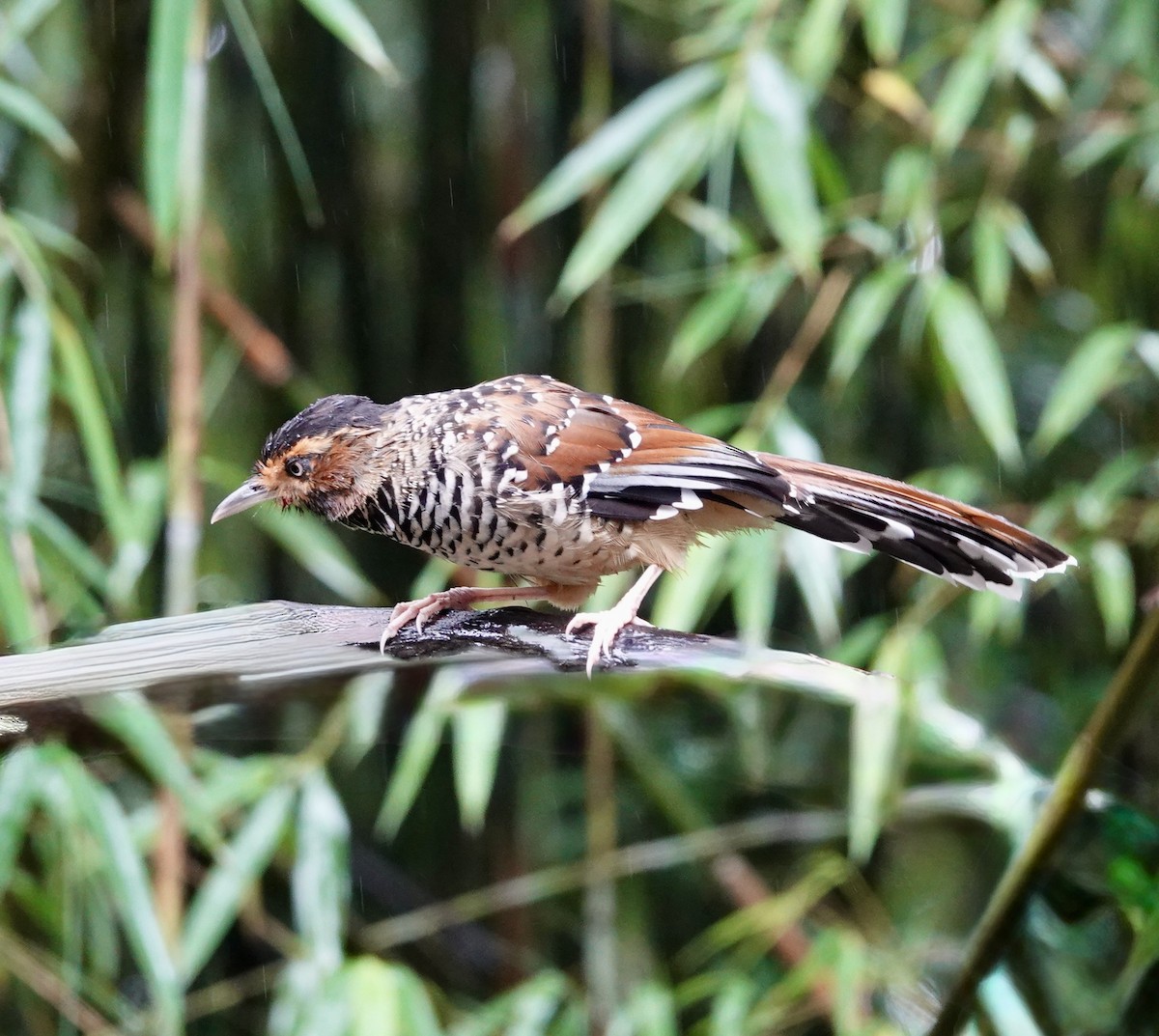 Spotted Laughingthrush - ML642270396