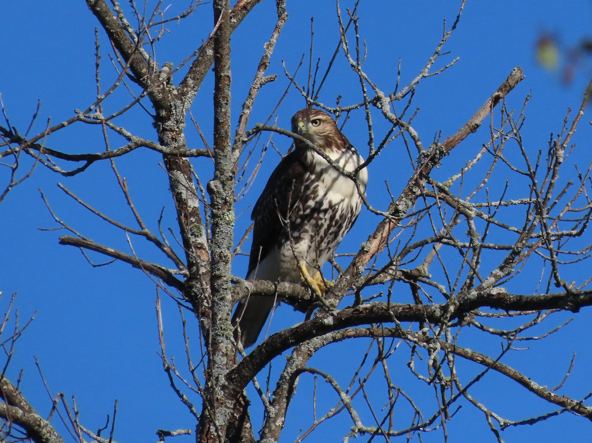 Red-tailed Hawk - ML642270434