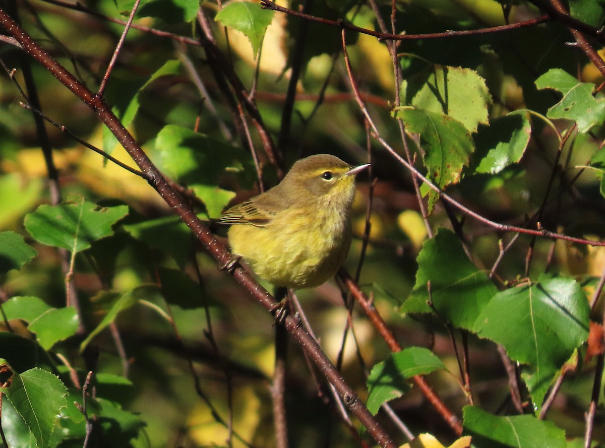 Palm Warbler (Yellow) - ML642270446