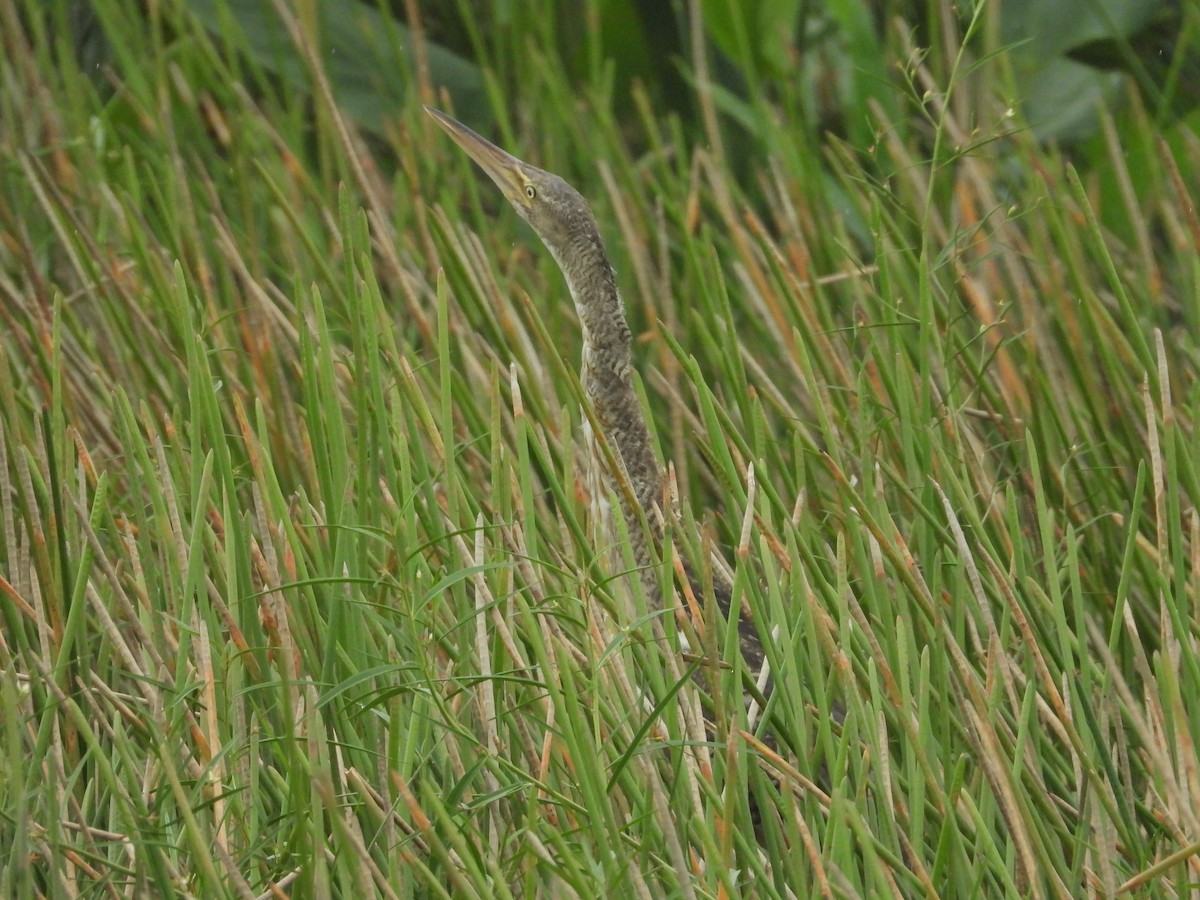 Pinnated Bittern - ML642270452