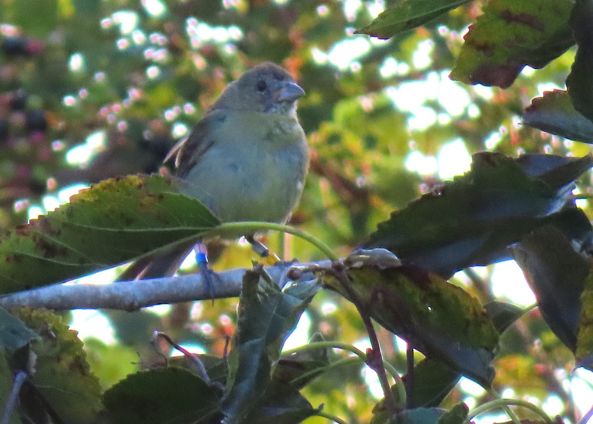 Painted Bunting - ML642270453