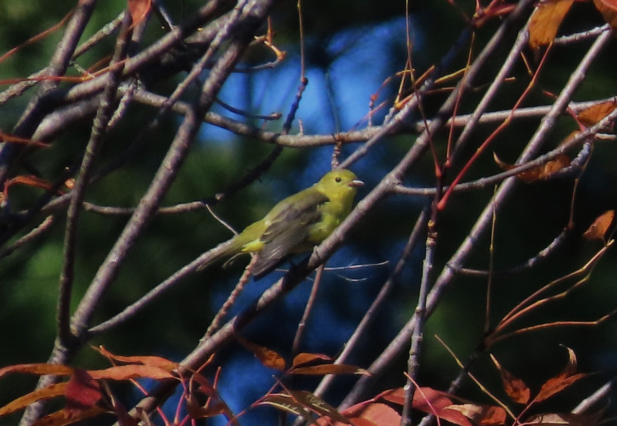 アカフウキンチョウ - ML642270454