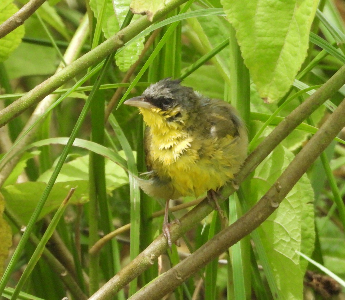 Gray-crowned Yellowthroat - ML642270463