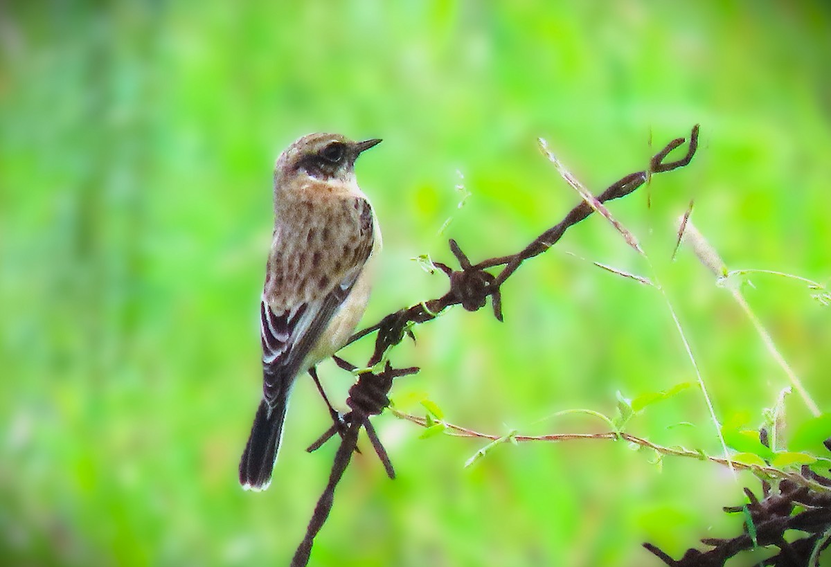 Siberian Stonechat - ML642270470