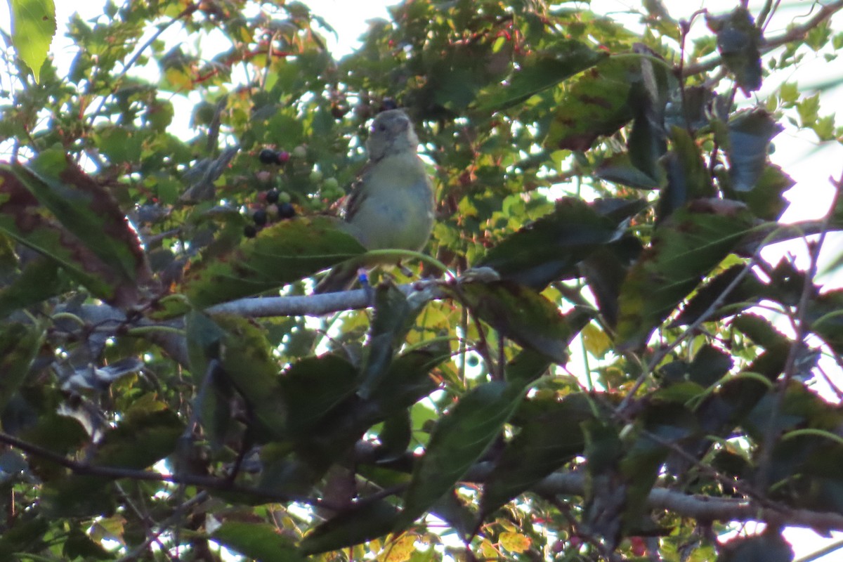 Painted Bunting - ML642270471