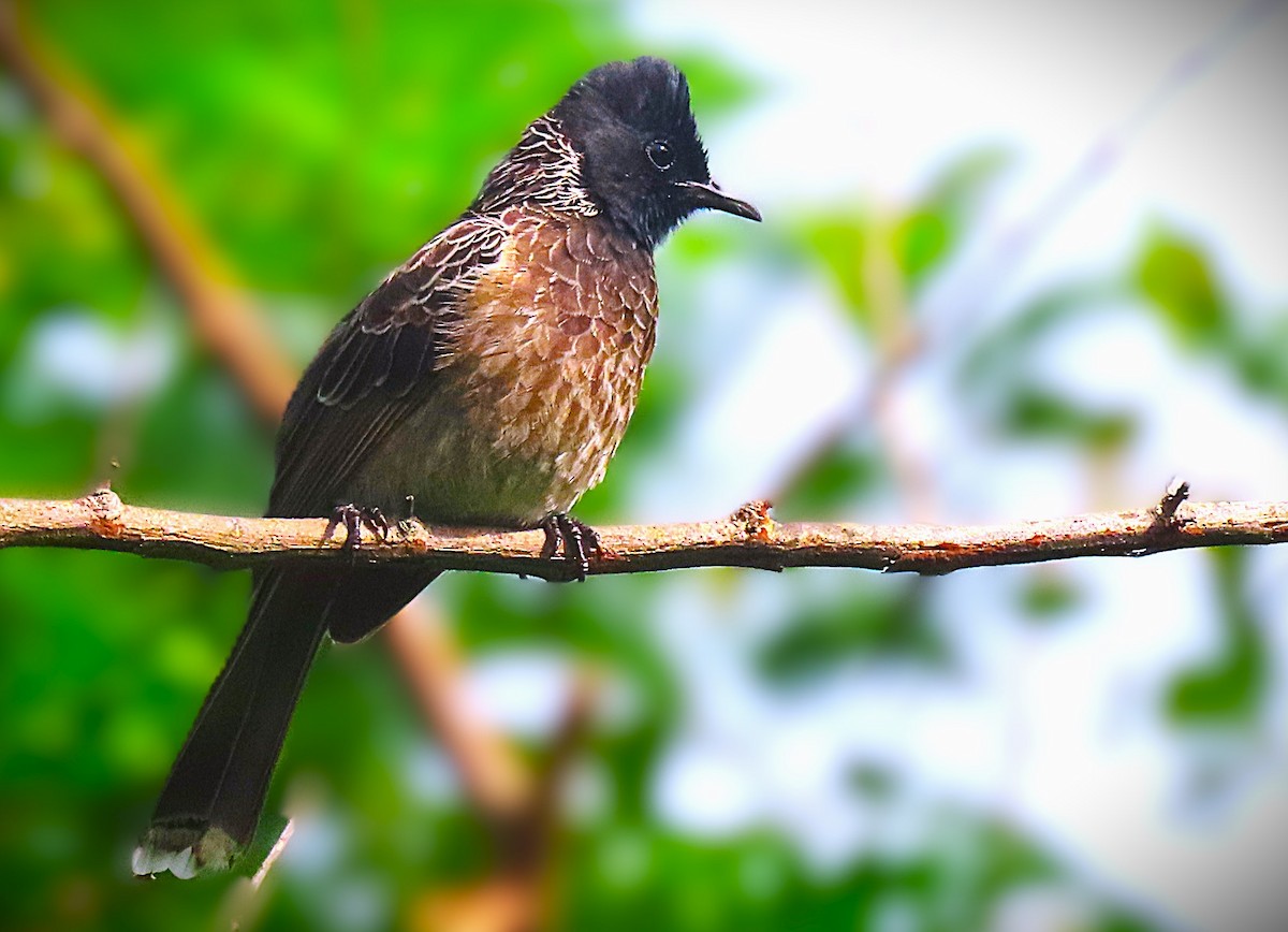 Red-vented Bulbul - ML642270472