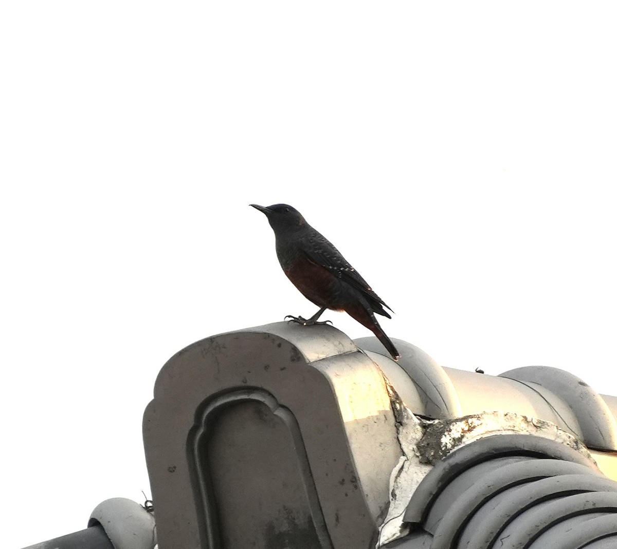 Blue Rock-Thrush (philippensis) - ML642270473