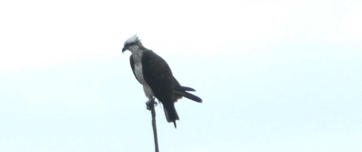 Osprey - ML642270476