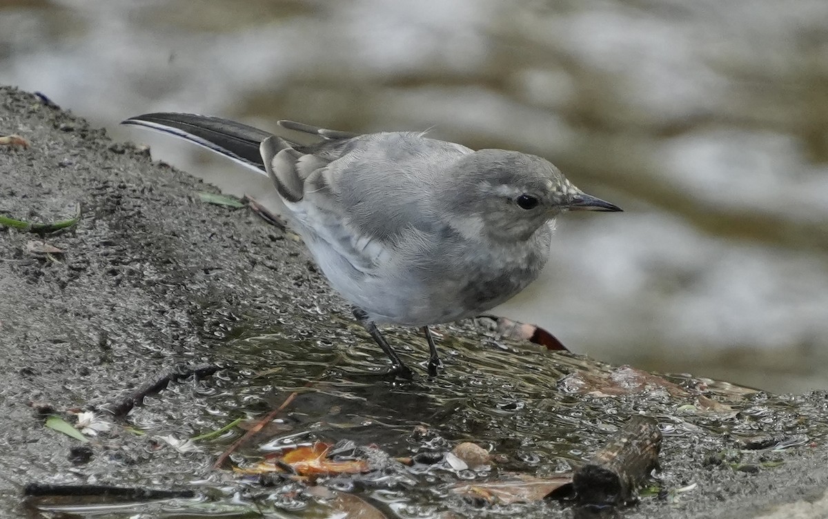 Japanese Wagtail - ML642270477