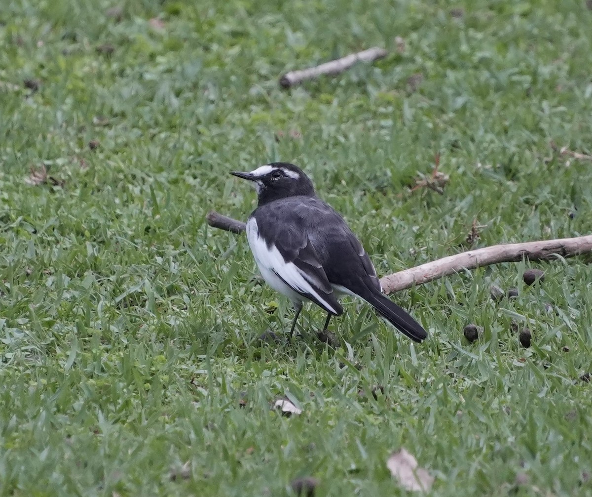 Japanese Wagtail - ML642270478