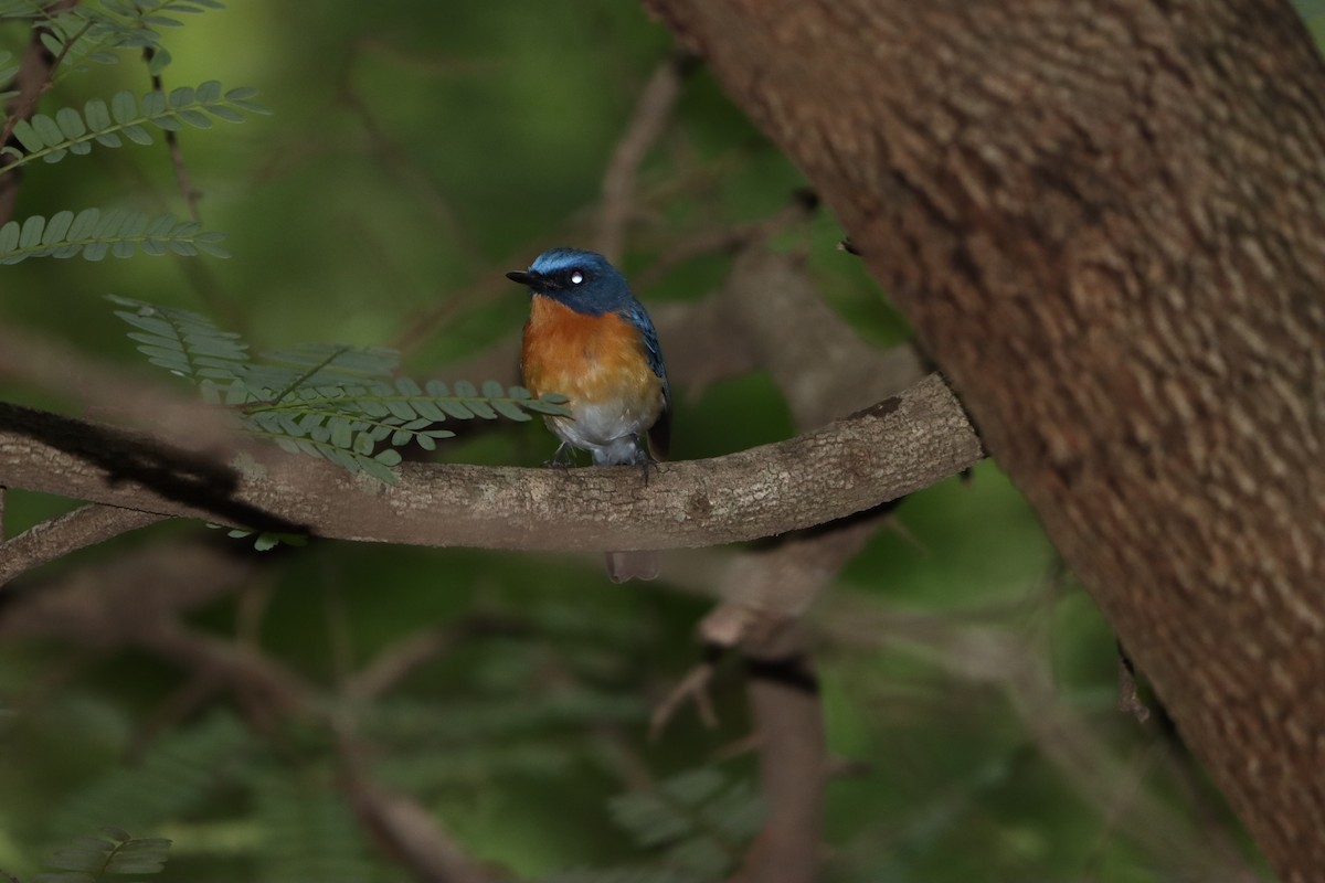 Tickell's Blue Flycatcher - ML642270481