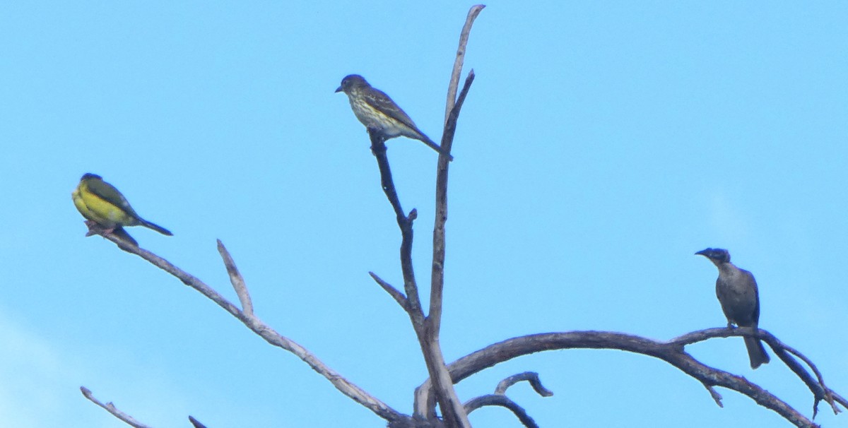 Australasian Figbird - ML642270490