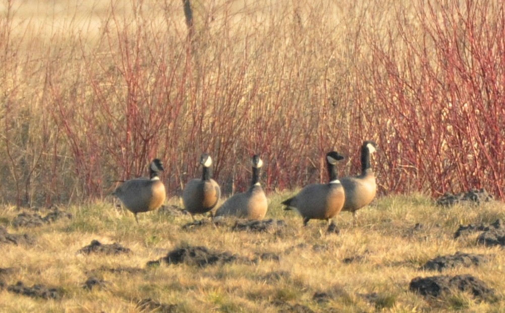 Cackling Goose - ML642270492