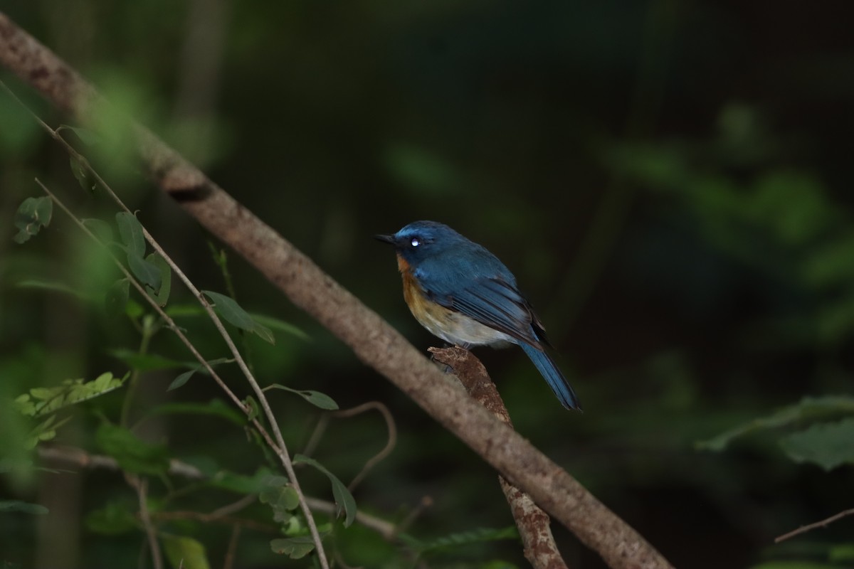 Tickell's Blue Flycatcher - ML642270493