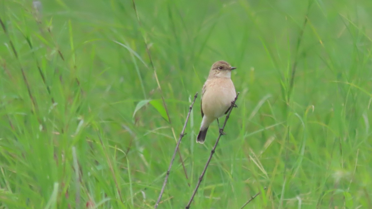 Siberian Stonechat - ML642270501