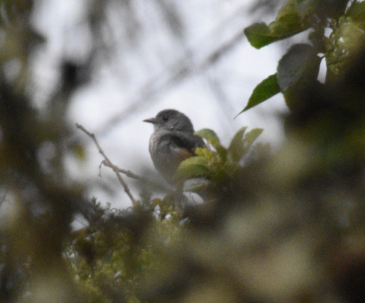 Scimitar-winged Piha - ML642270503