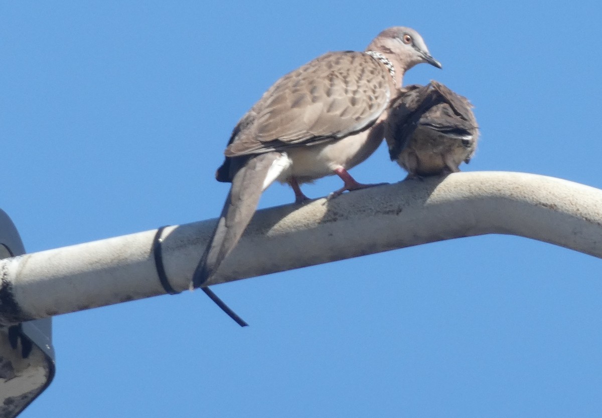 Spotted Dove - ML642270506