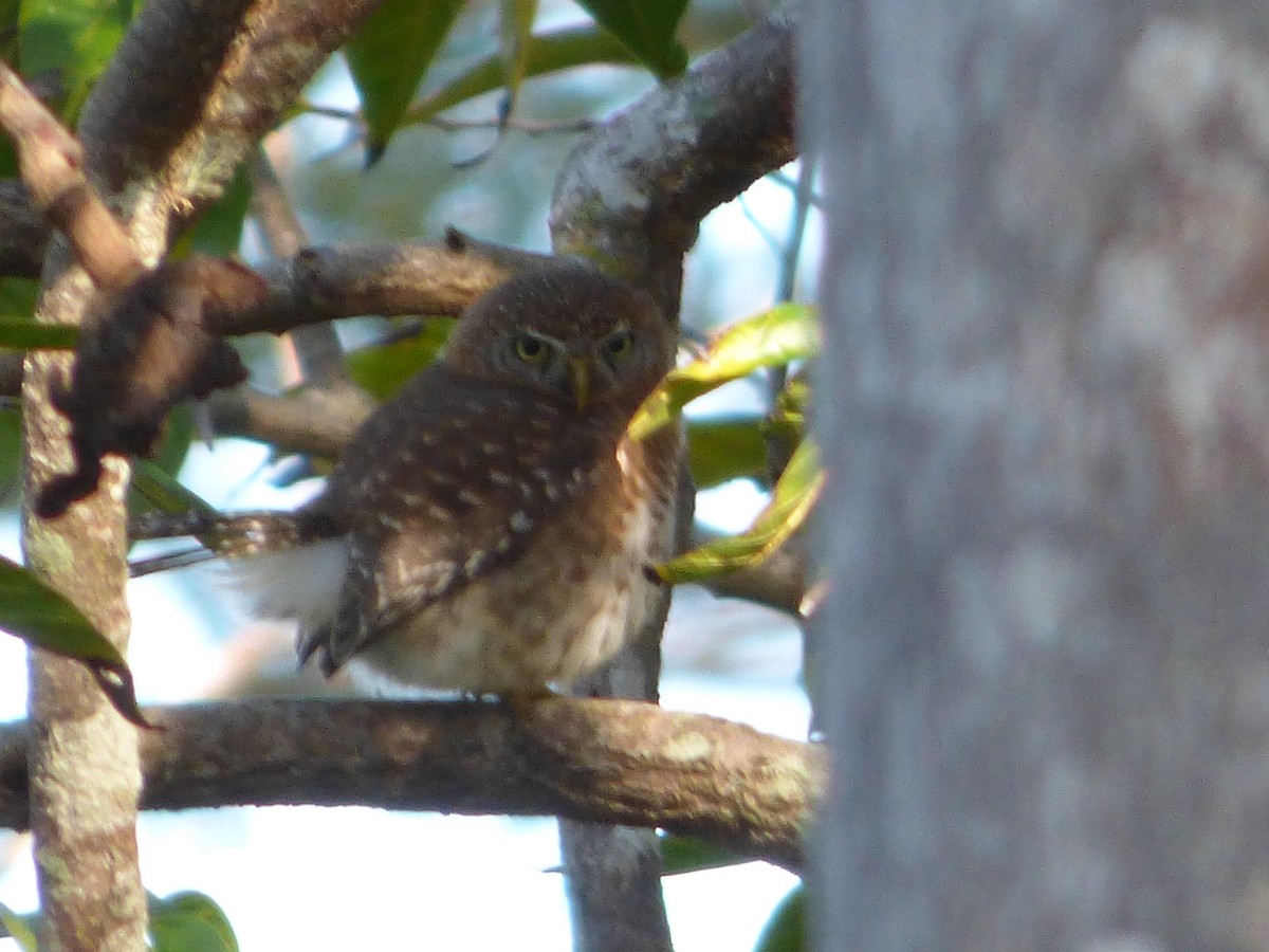 Cuban Pygmy-Owl - ML64227051
