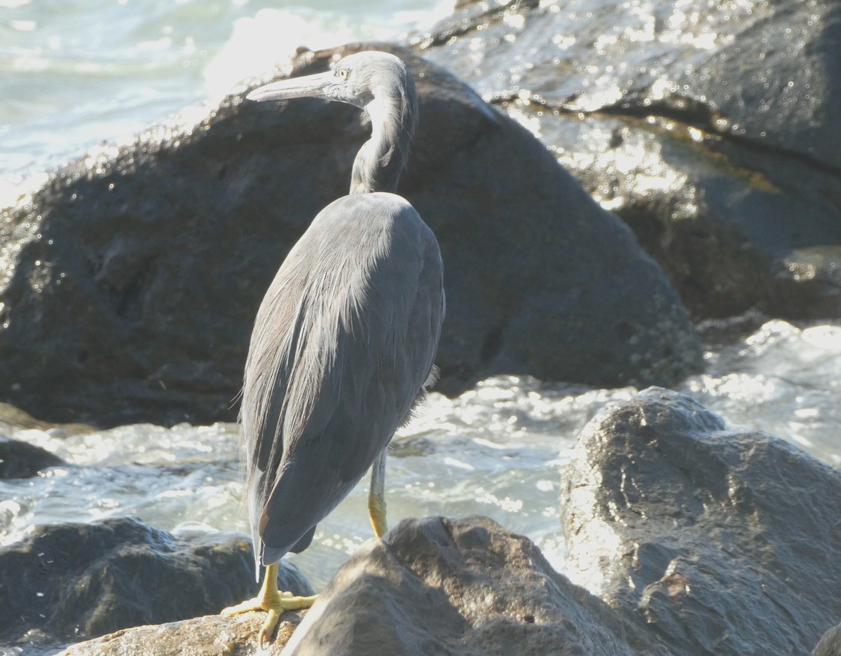 Pacific Reef-Heron - ML642270520