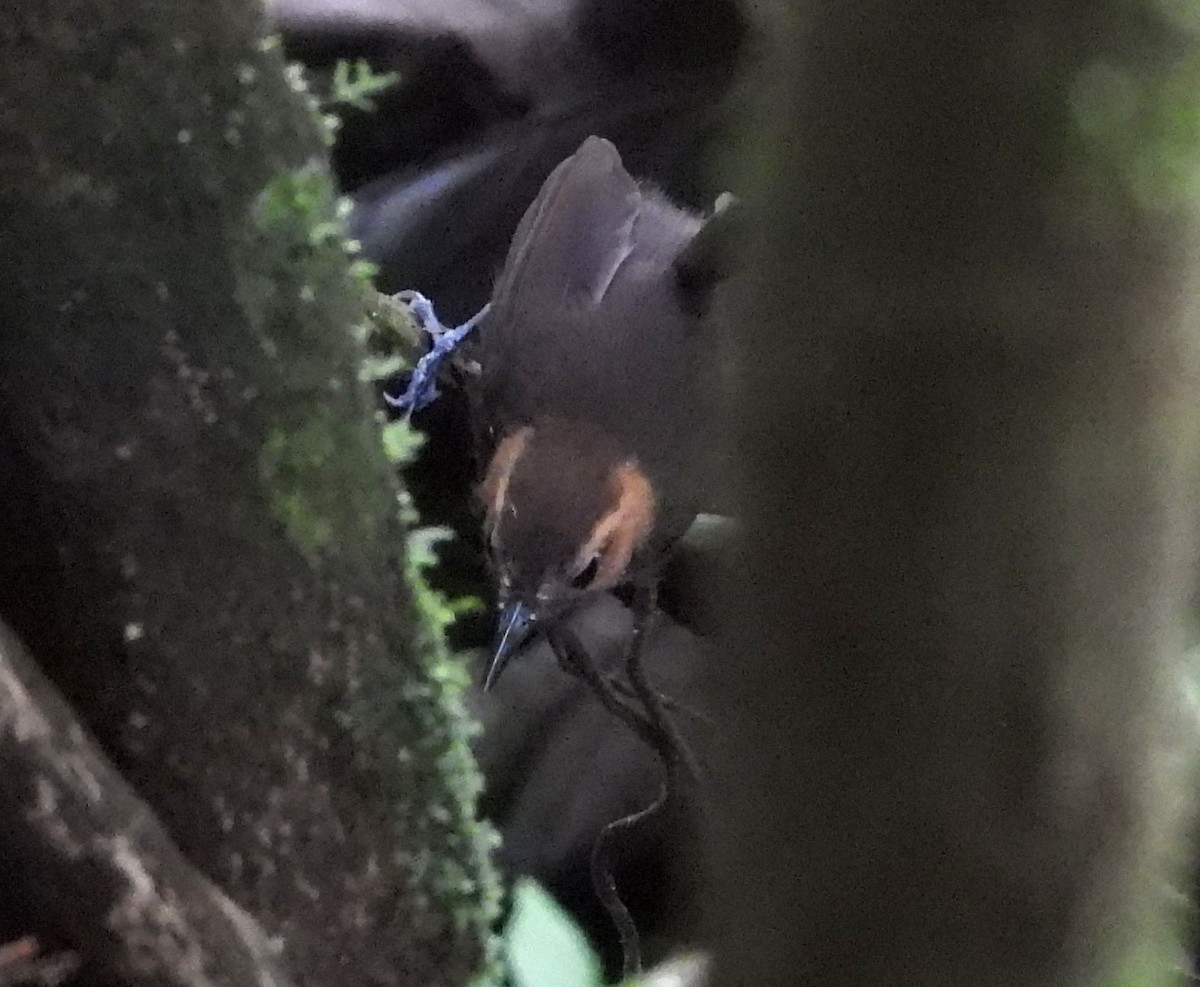 Tawny-faced Gnatwren - ML642270531