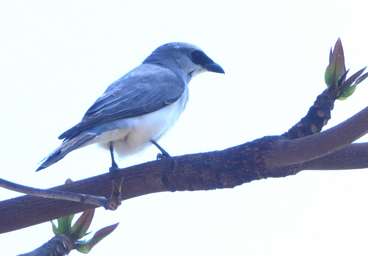 White-bellied Cuckooshrike - ML642270549