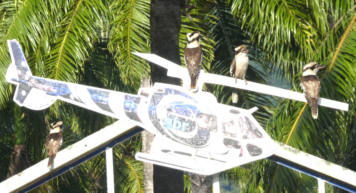 Laughing Kookaburra - ML642270557