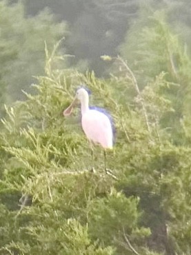 Roseate Spoonbill - ML642270558