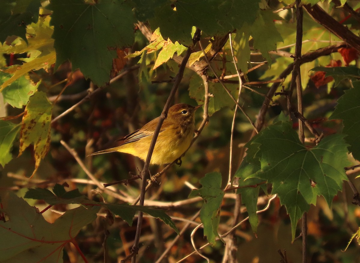 Palm Warbler (Yellow) - ML642270573