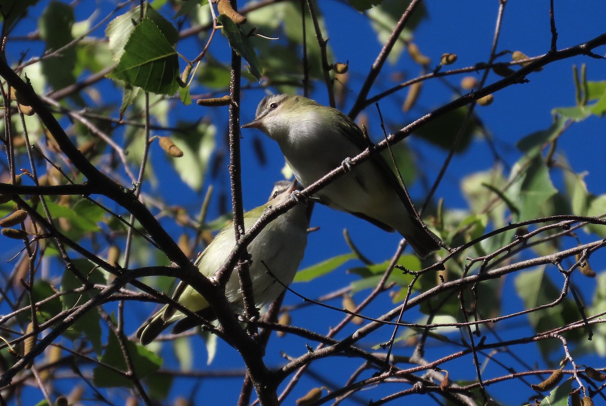 Red-eyed Vireo - ML642270588