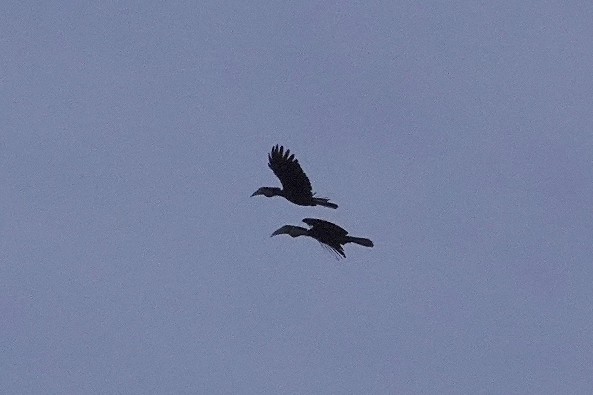 Wreathed Hornbill - ML642270623