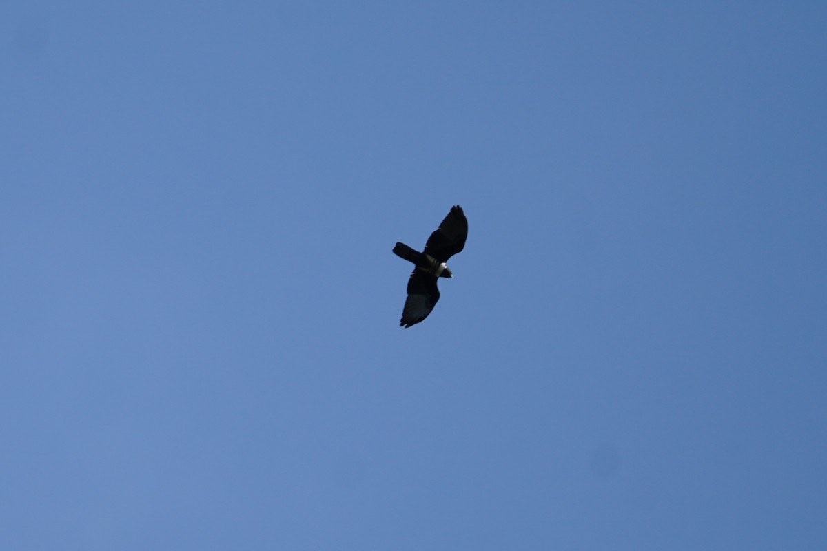 Black Baza - ML642270634