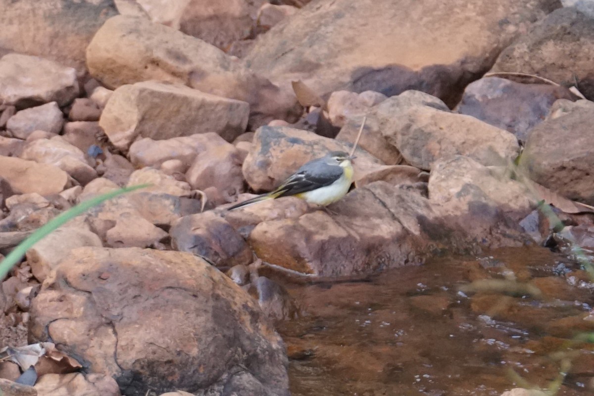 Gray Wagtail - ML642270635
