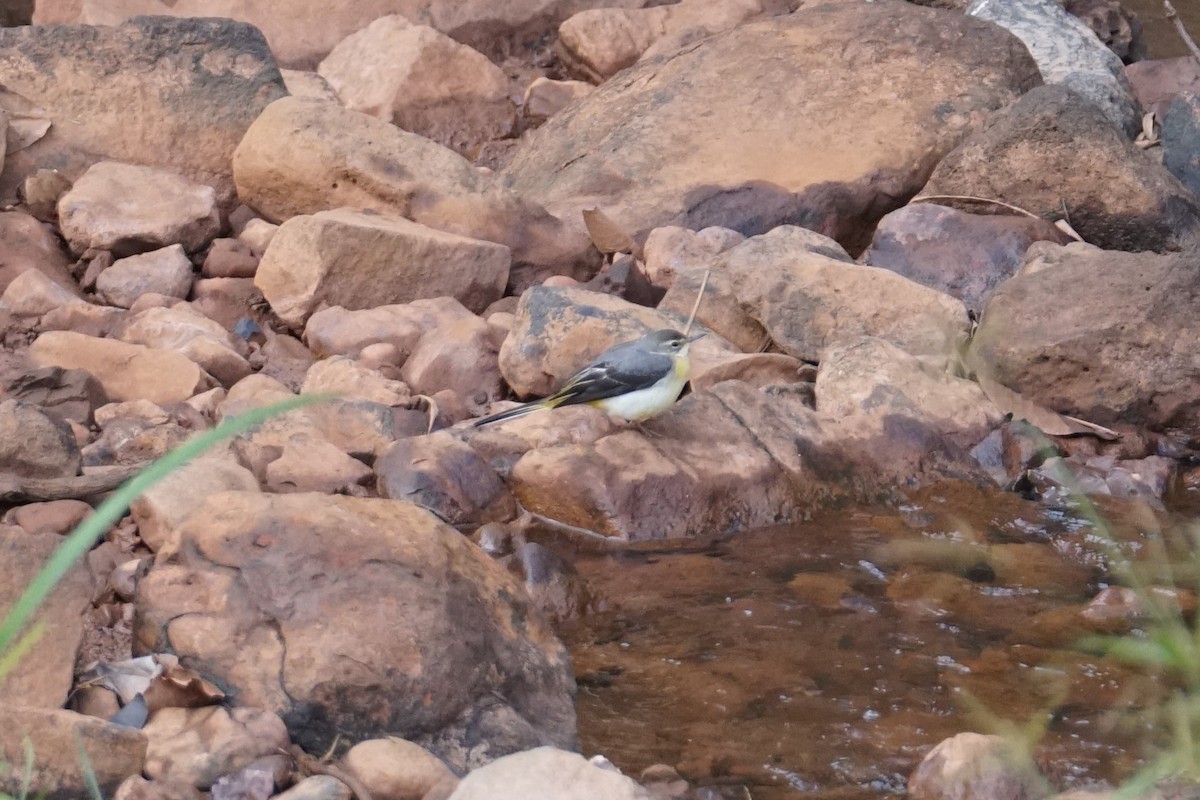 Gray Wagtail - ML642270636