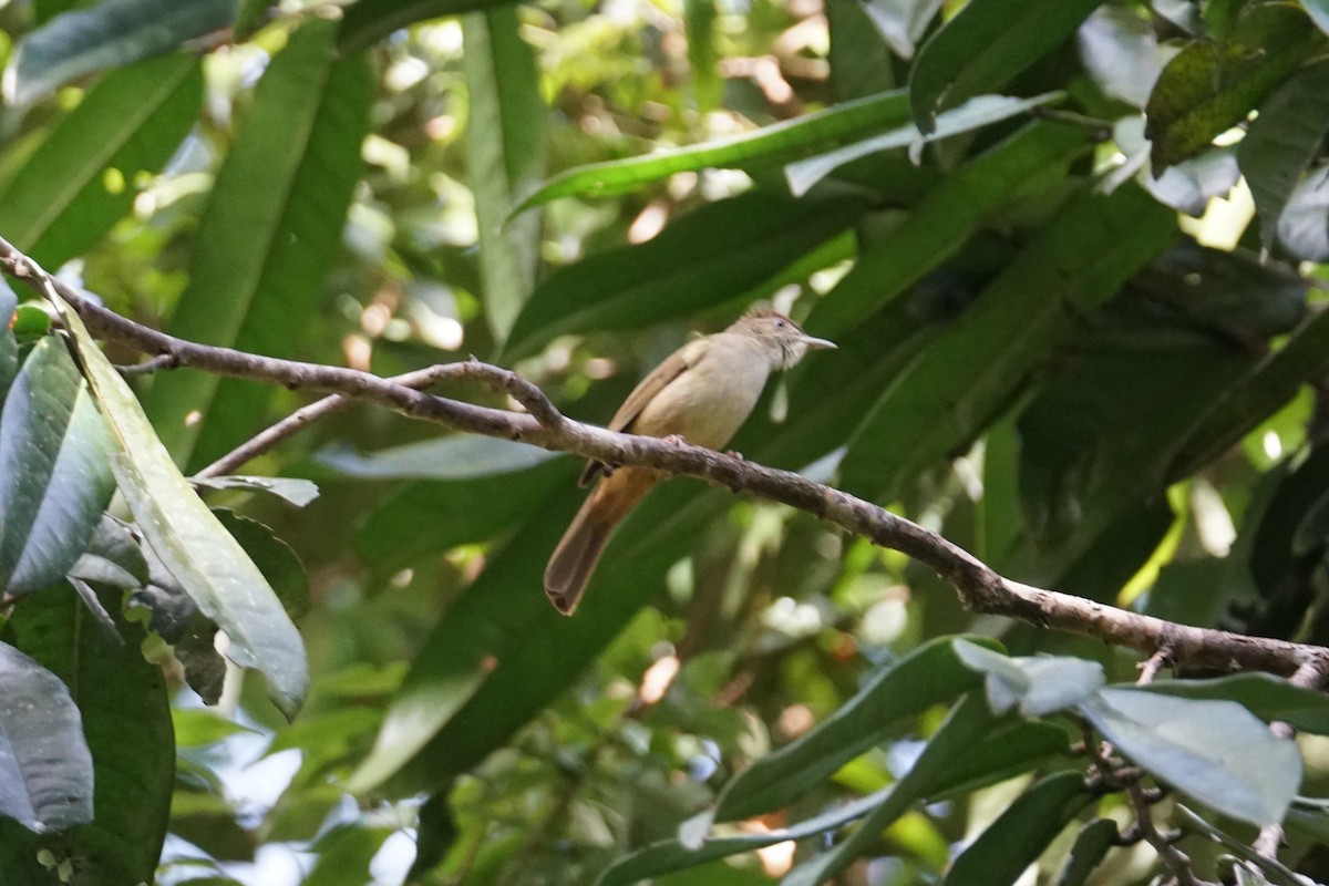 Gray-eyed Bulbul - ML642270637