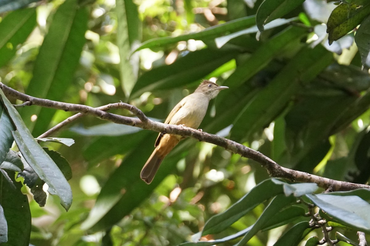 Gray-eyed Bulbul - ML642270638