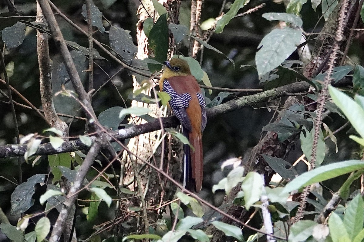 Orange-breasted Trogon - ML642270662