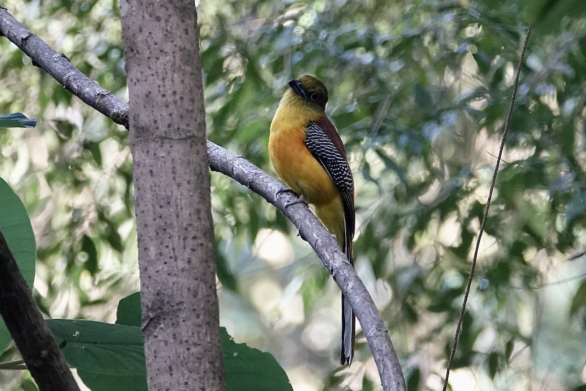 Orange-breasted Trogon - ML642270663