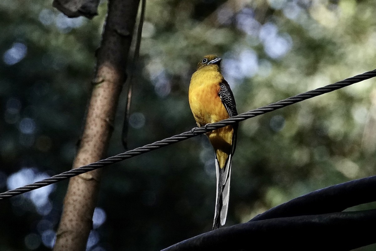 Orange-breasted Trogon - ML642270664