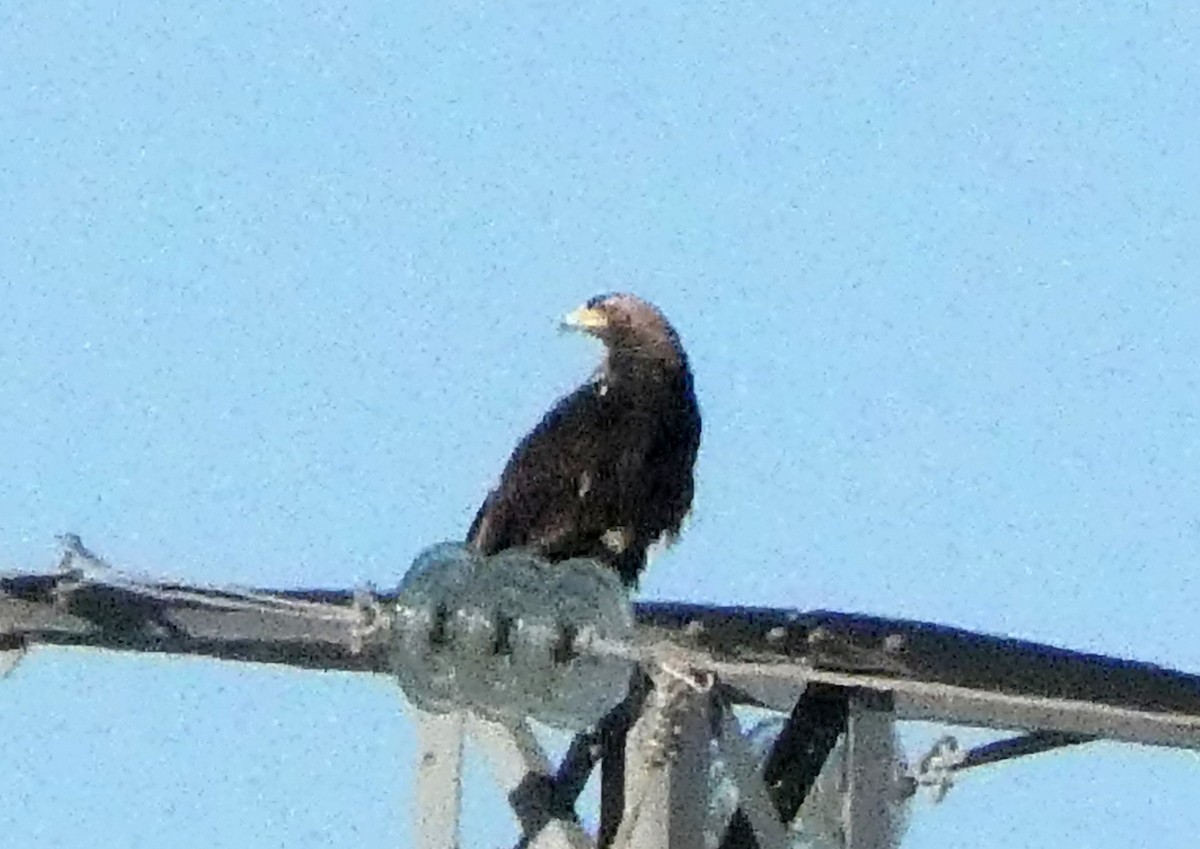 Aquila imperiale iberica - ML642270669
