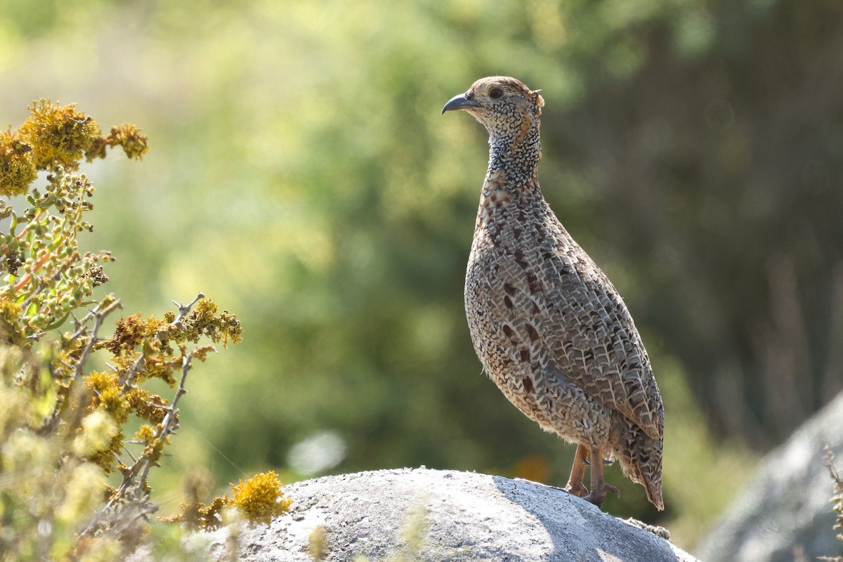 Gray-winged Francolin - ML642270670