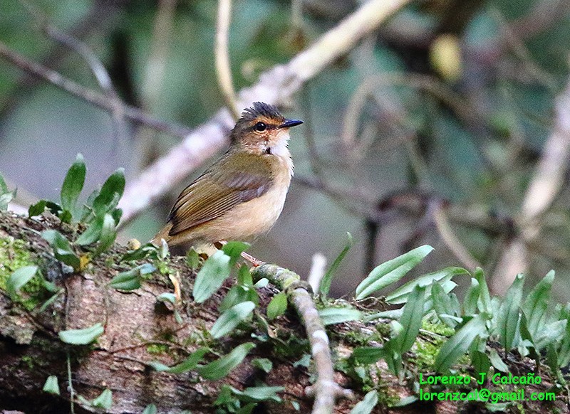 Riverbank Warbler - ML642270673